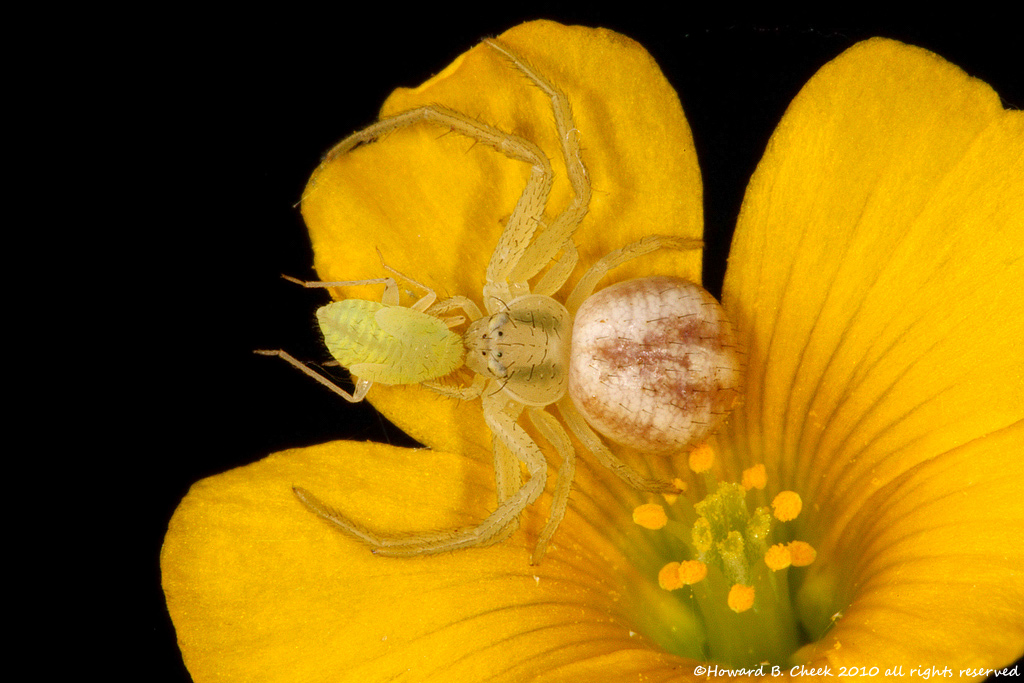 Aphid Lunch