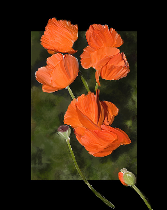 morning poppies