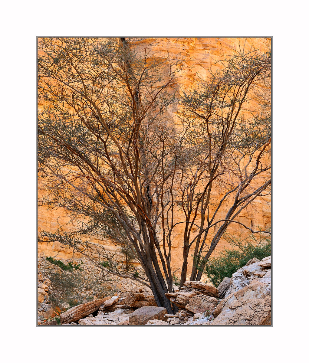 Acacia