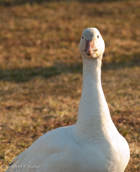 Something in my beak?