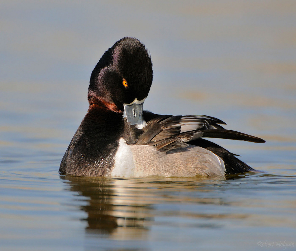 Ring-Necked Duck