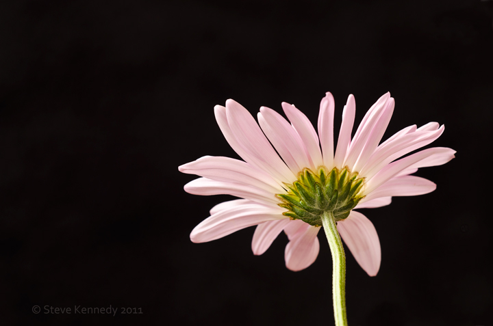 Gerbera take 2