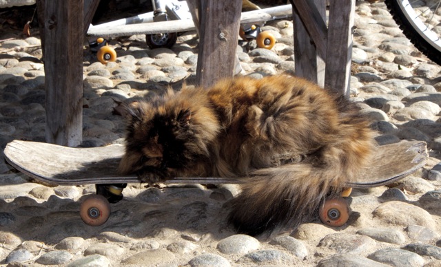Cats and Skateboards