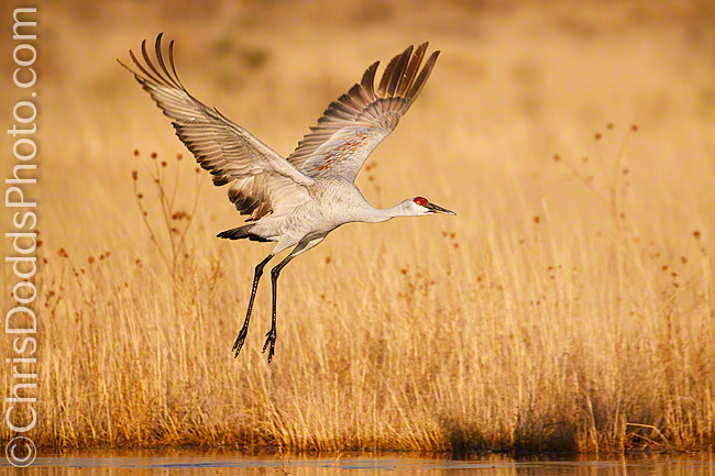 Sandhill Crane