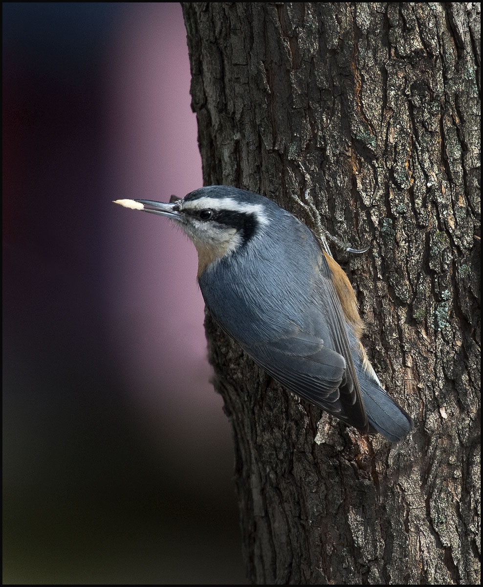 Red-Breasted Nuthatch 