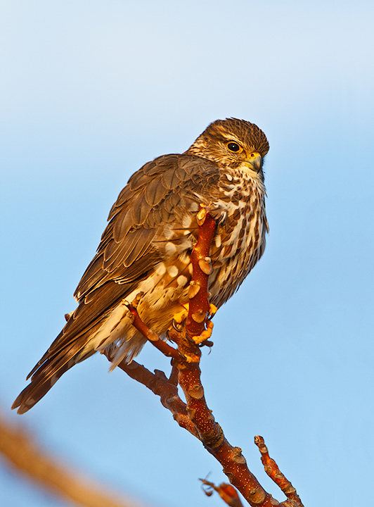 Merlin