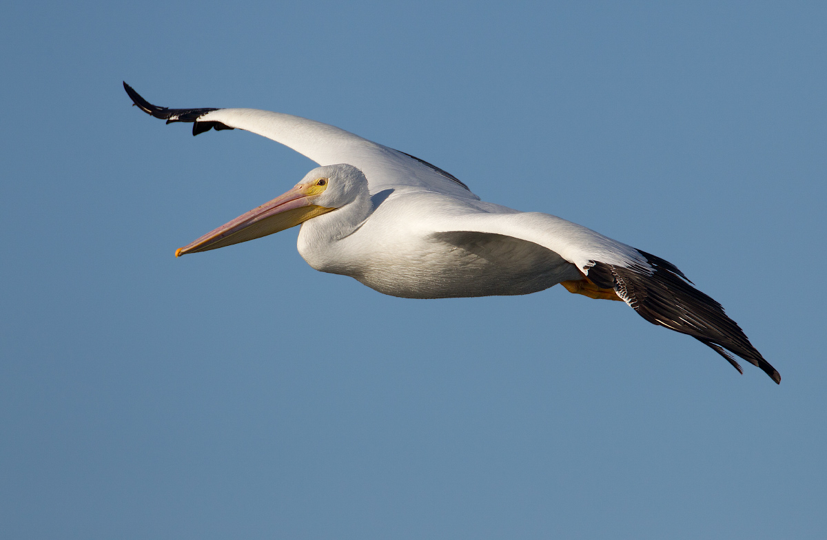 American Wh Pelican