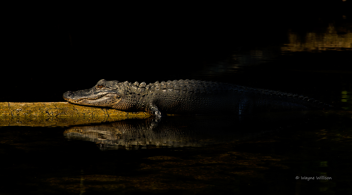 A Ray and a Log