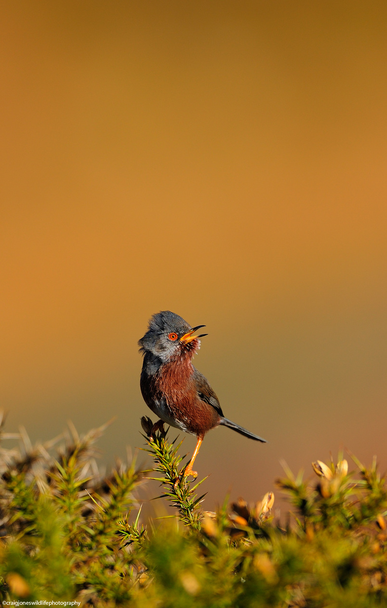 Dartford Warbler