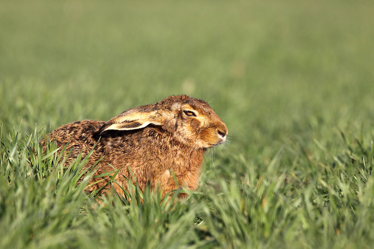 Brown Hare Nodding Off
