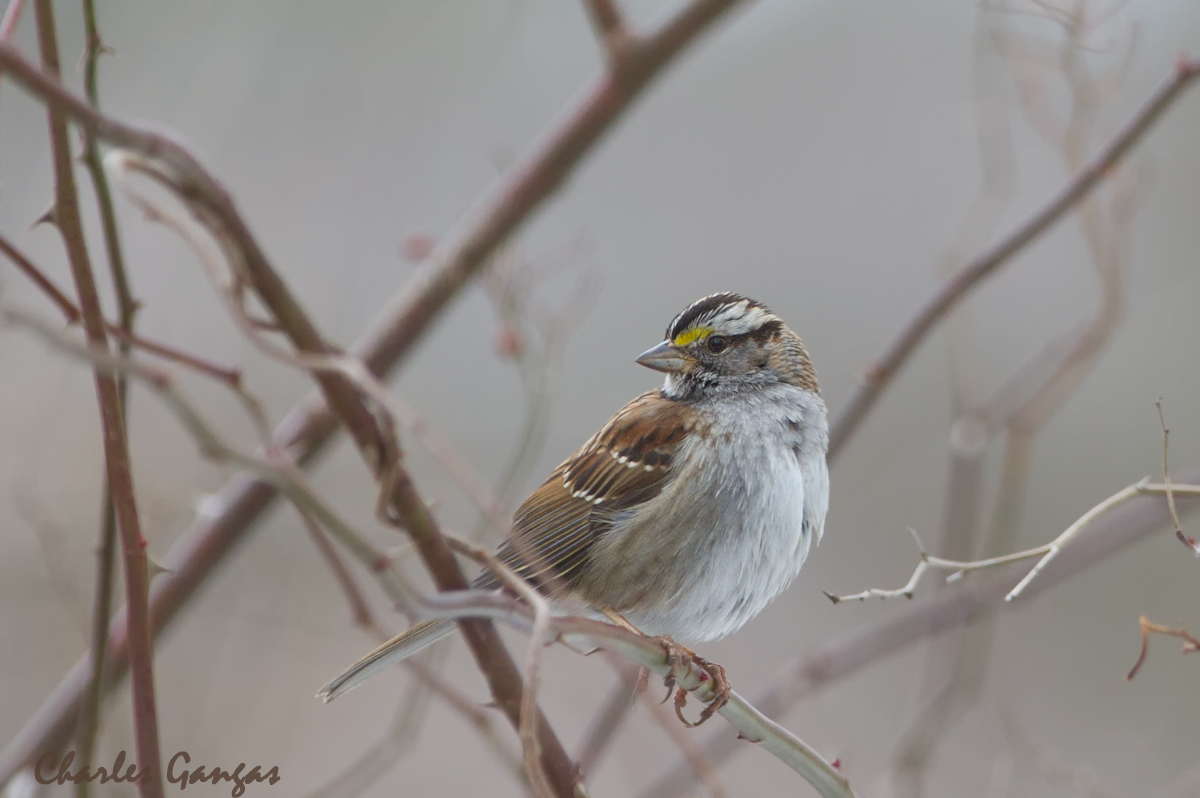 White-throated Sparrow