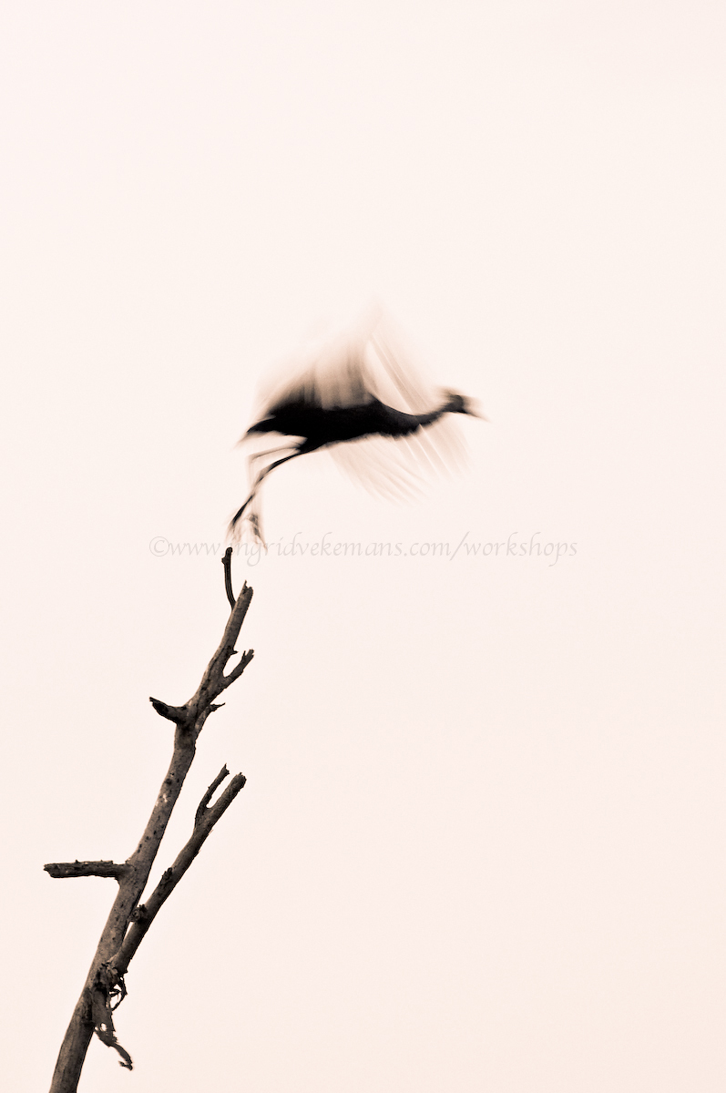 Crane Take-off
