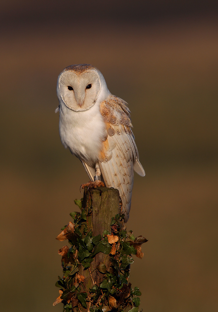 Sleepy Barn Owl