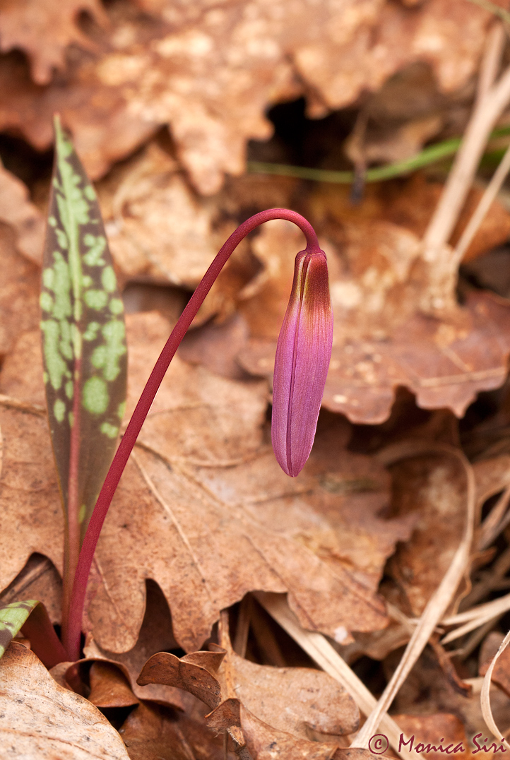 Dog's tooth violet 