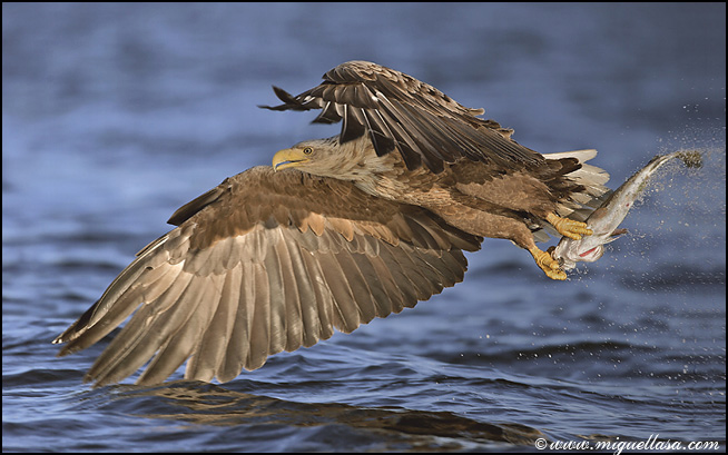 Sea eagle fishing (3)
