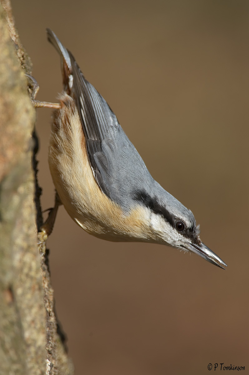 Nuthatch