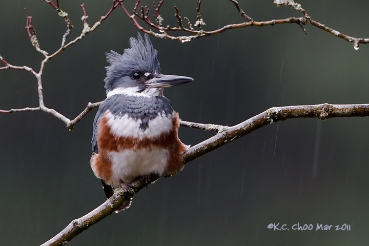 Belted Kingfisher