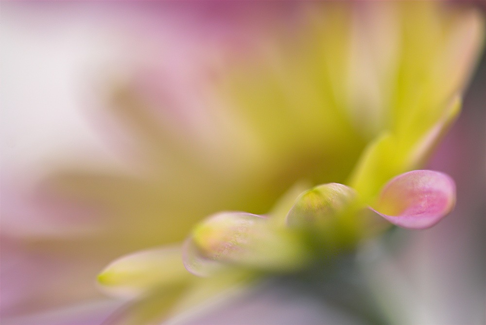 Mum Dream World