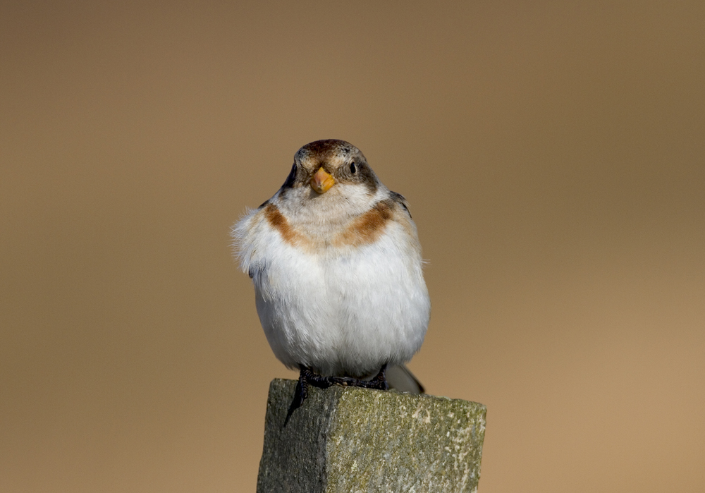 Snow Bunting 