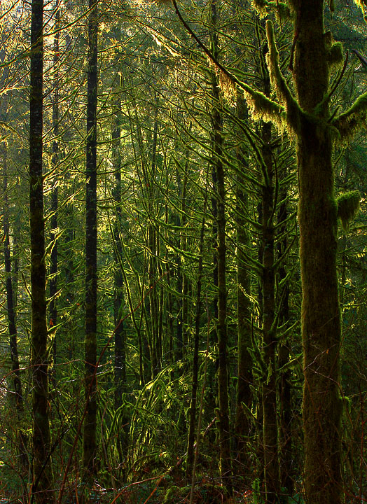 In the Forest