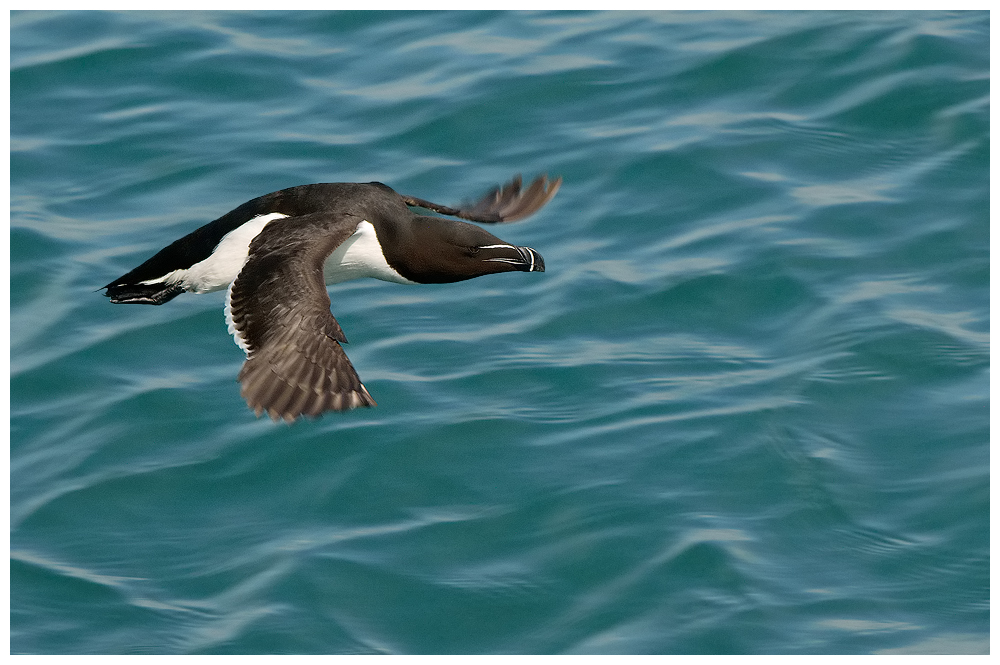 Razorbill in flight