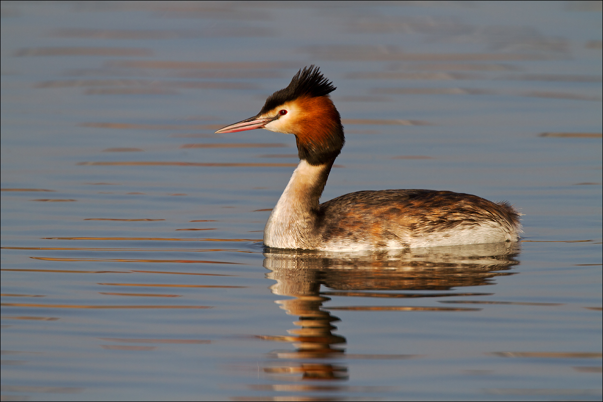 Great Crested Grebe