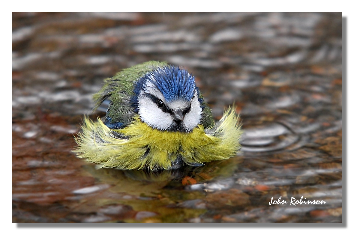 Wet Blue Tit 