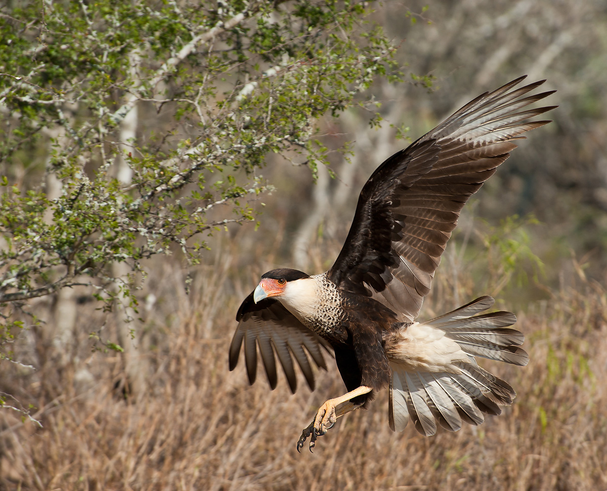 Crested Caracara 