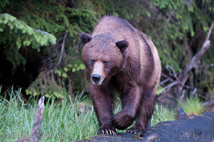 Catwalking Grizzly