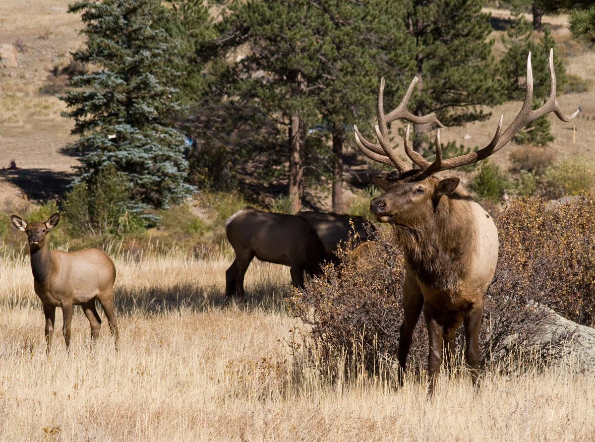 Elk and Repost