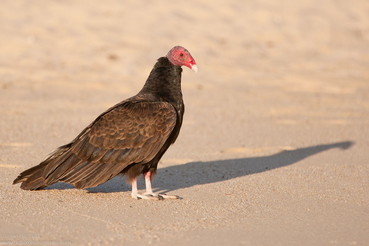 Turkey Vulture on Beach