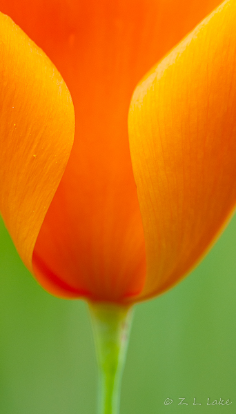NPWC#474  -  California Tufted Poppy