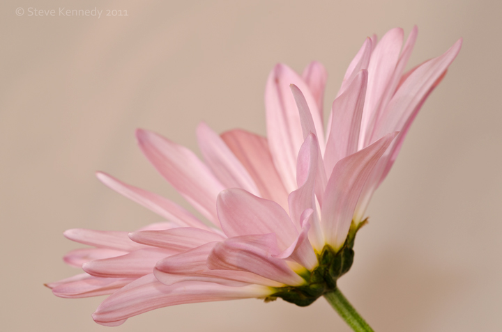 Gerbera the third
