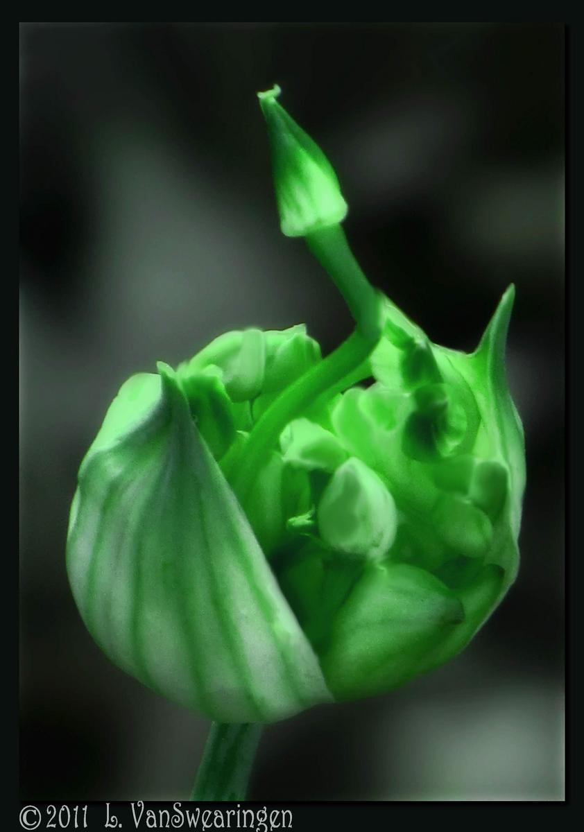 Wild Onion