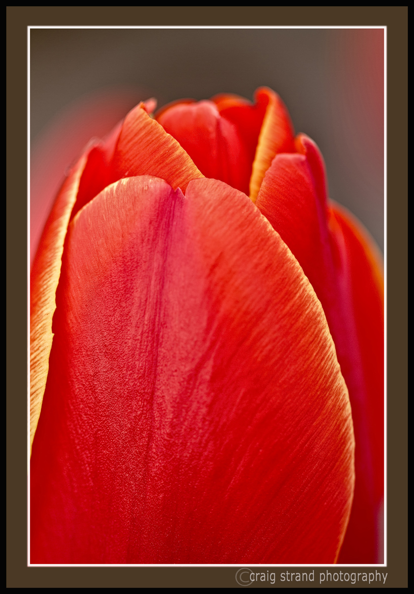 Almost Tulip Time