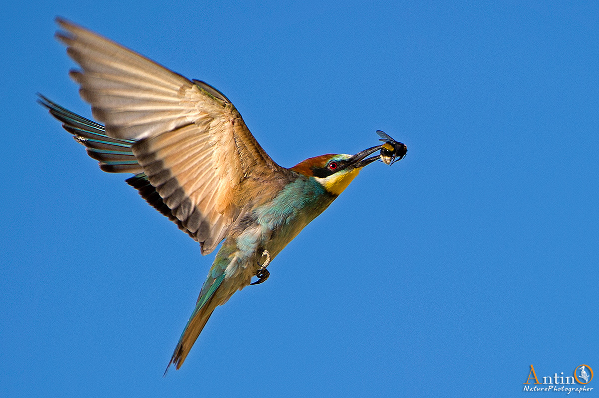 European Bee-eater