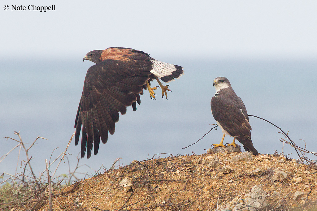 Red-backed Hawks