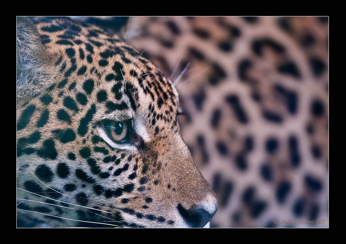 The Leopard's Spots