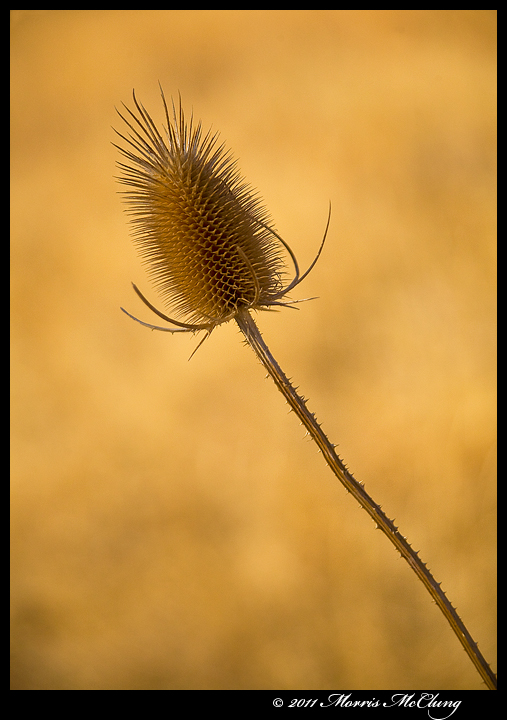 Teasel comb