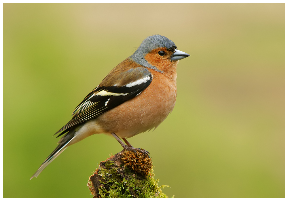 Male Chaffinch