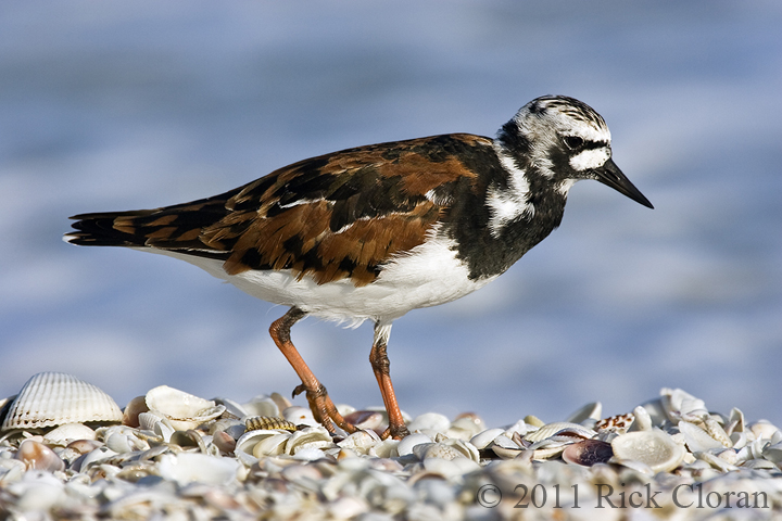 Ruddy Turnstone