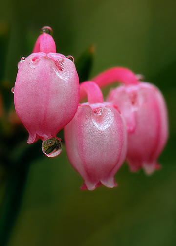 Bog Rosemary (I think?)