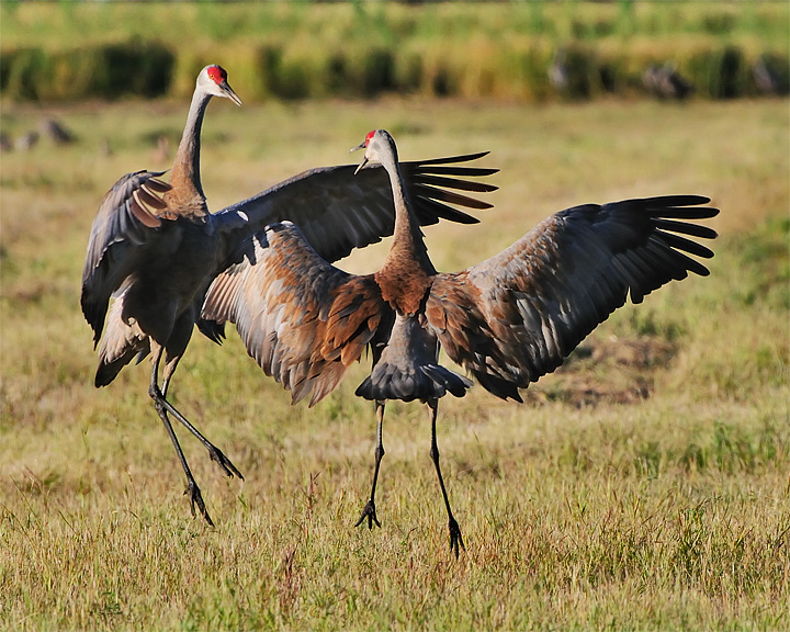 Sandhill Cranes