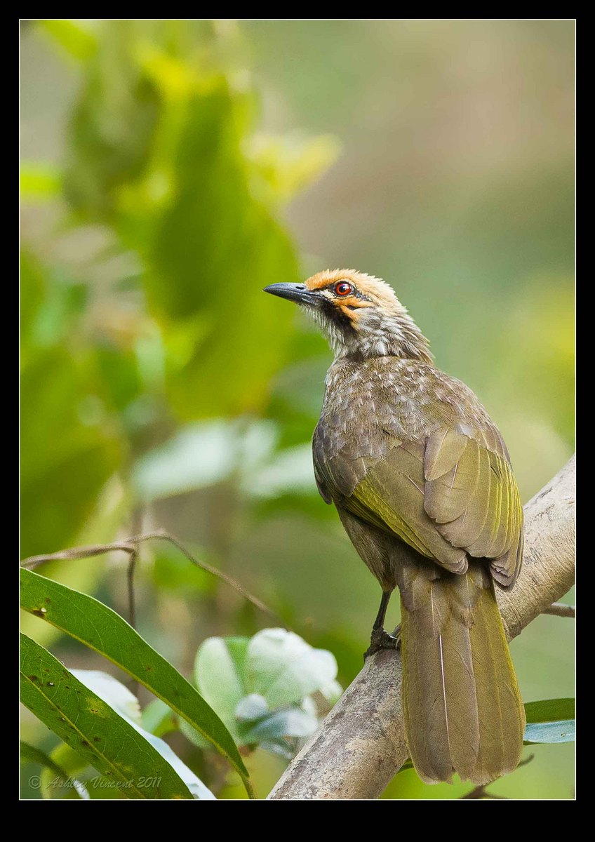 Straw-Headed Bulbul