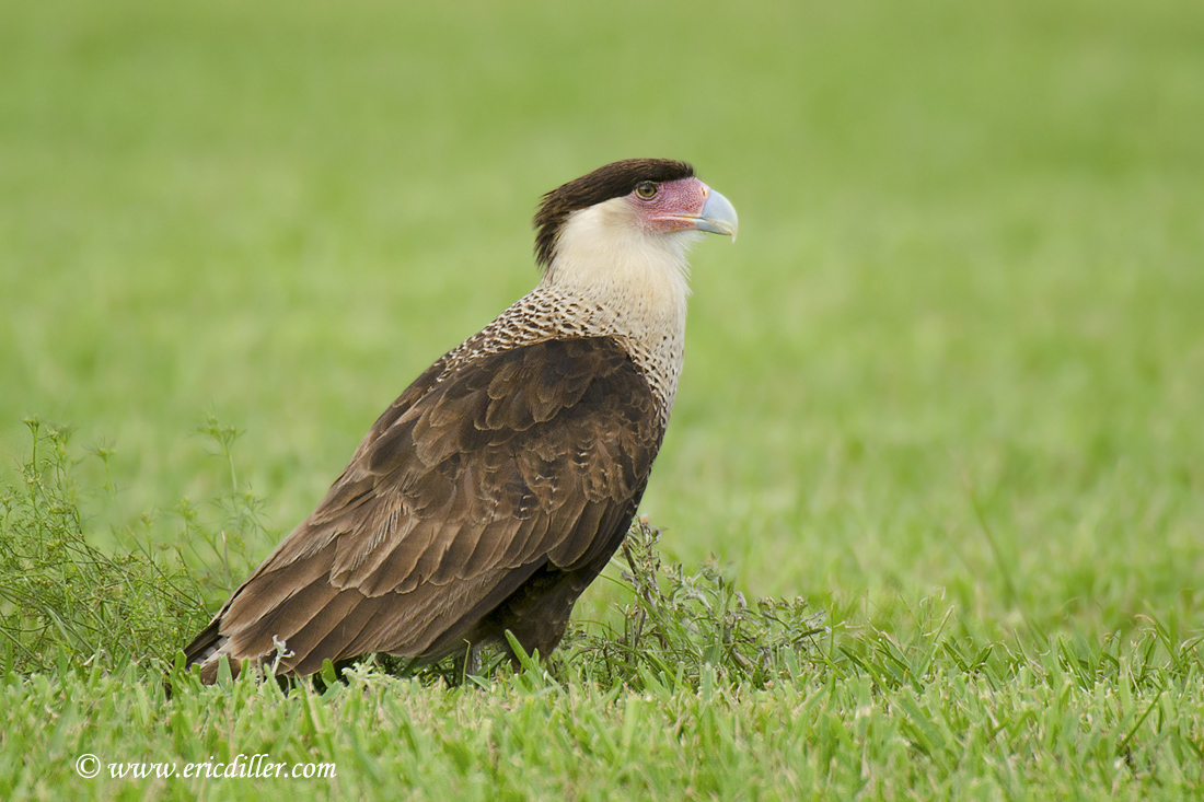 Juvenile Caracara