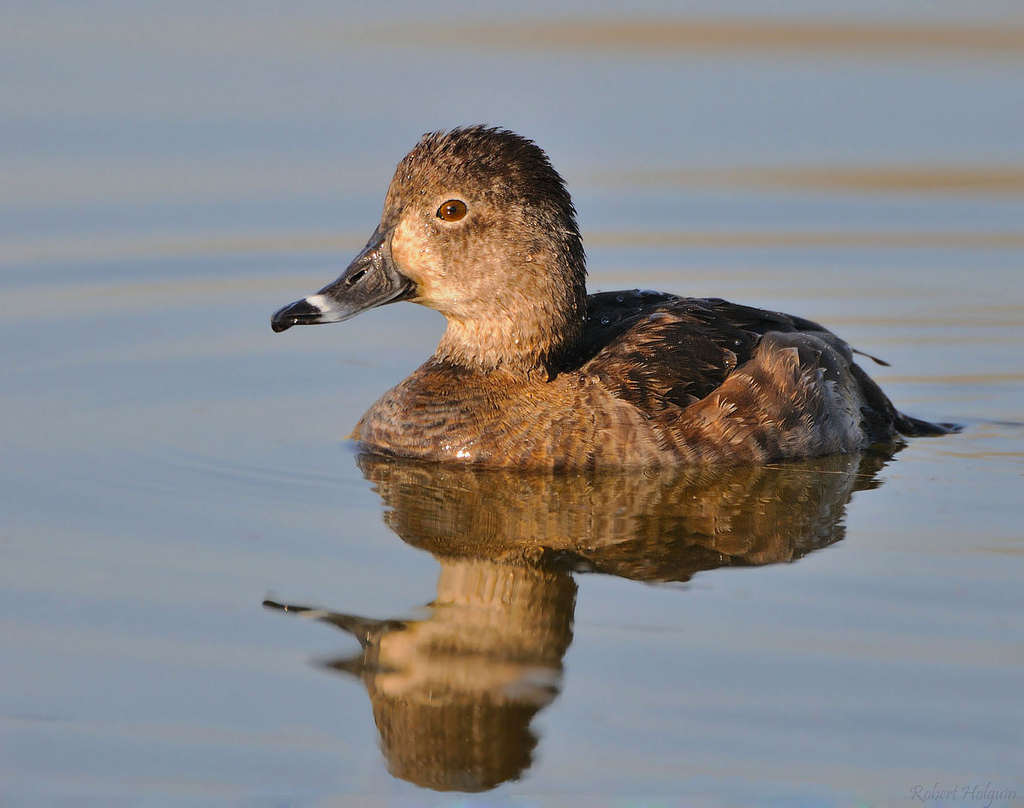 Female Ring-necked Duck
