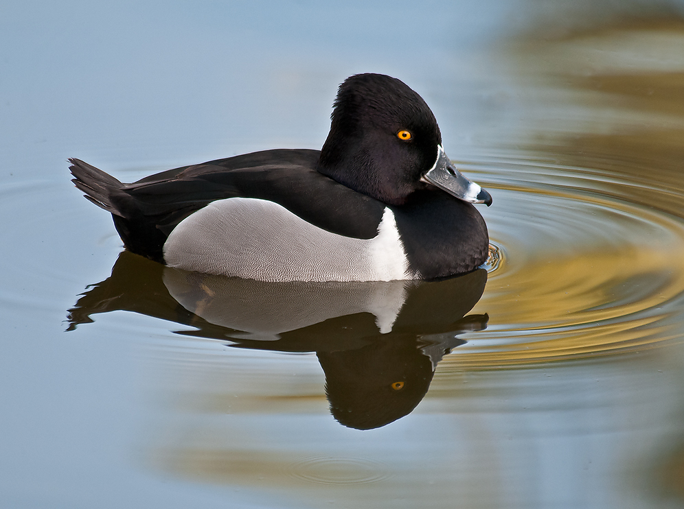 Ring-necked duck (male)