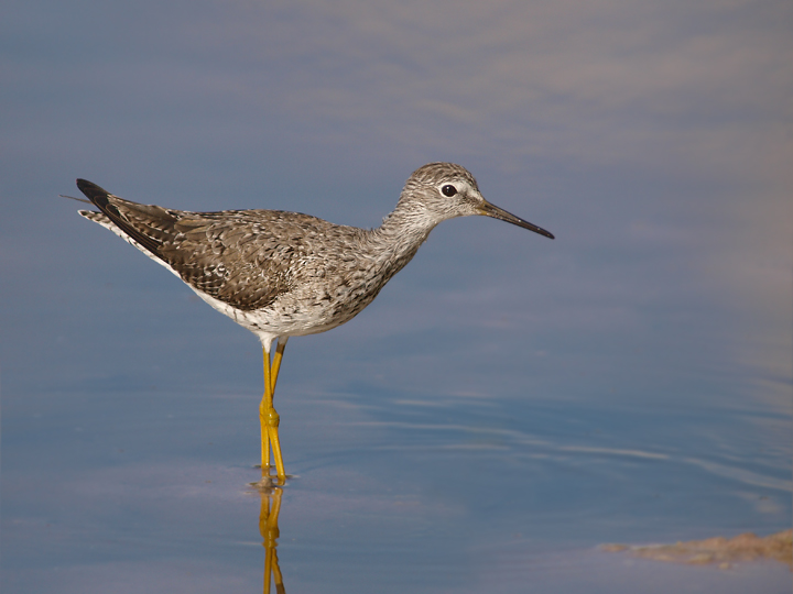 Lesser Yellowlegs