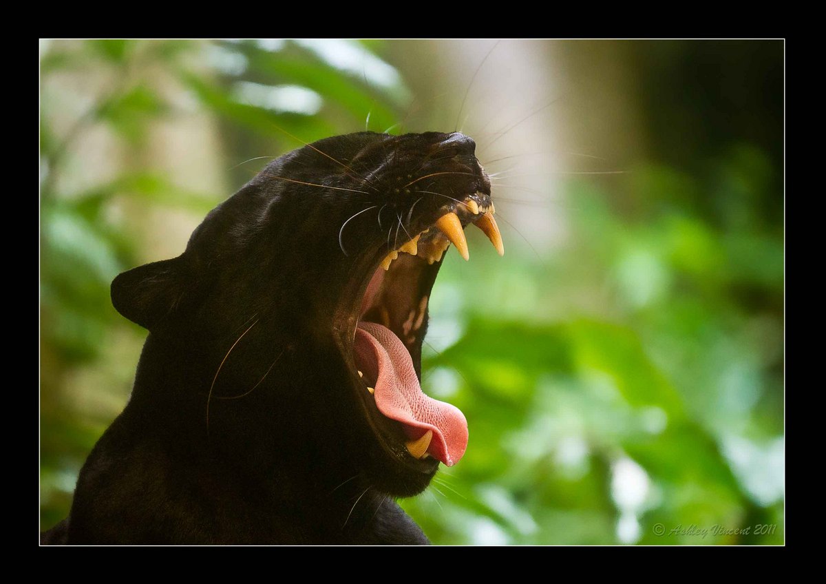 Black Panther