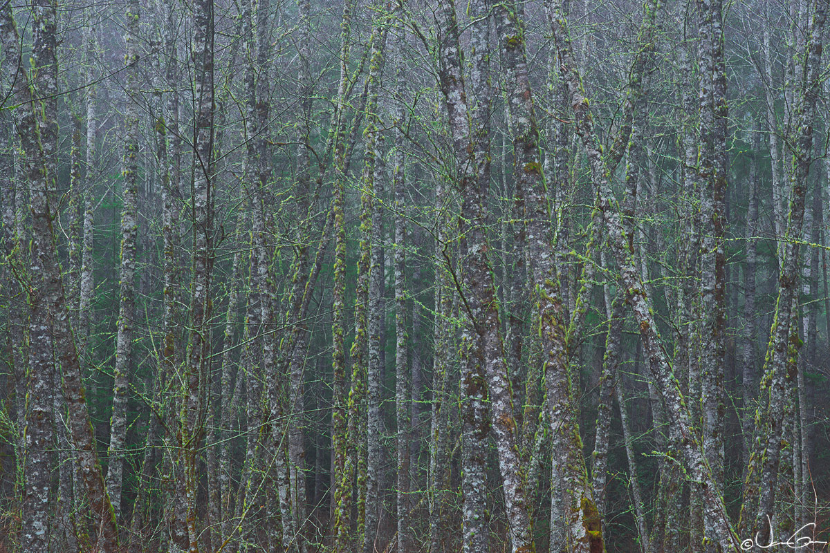 Alder Forest